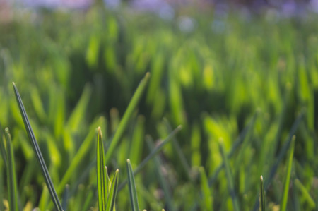 background of fresh green grass illuminated by the sunの写真素材