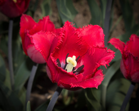 Two flowers of red tulips on green grassの写真素材