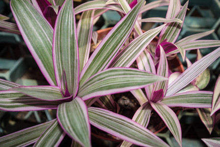 striped with pink edging plant Chlorophytum backgroundの写真素材