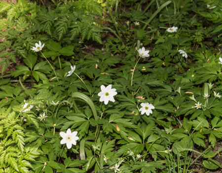 germander. small white flowers in green foliageの写真素材
