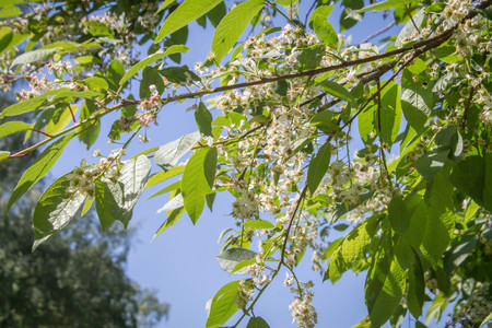 bird cherry blossoms in the park against the skyの写真素材