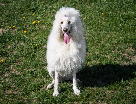 White royal poodle dog lying on the green grassの写真素材