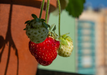 strawberry berries on a branch grow on a balcony in the cityの写真素材