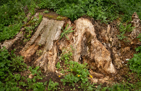 brown and green background of overgrown foliage of an old tree stumpの写真素材
