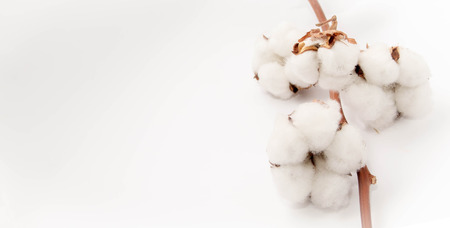 natural cotton flowers on white gray backgroundの写真素材