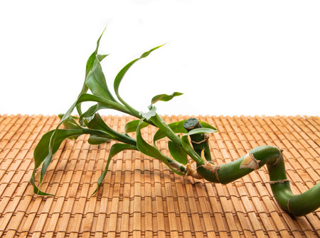 bamboo leaves on a white backgroundの写真素材