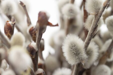 Bouquet little willow buds macroの写真素材