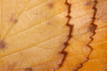 Three yellow orange colorful autumn leaves lying on each other background macro