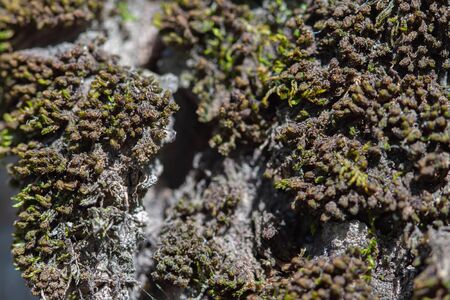 Micro life green fresh moss with tree bark backgroundの写真素材