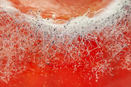 Tiny fungus spores on tomato skin macro bright abstractの写真素材