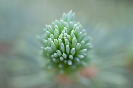 Spruce closed fresh pine with spikes bokeh macroの写真素材