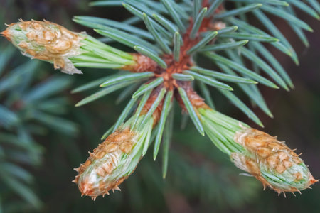 Three spruce fresh little pinecones with fir macro