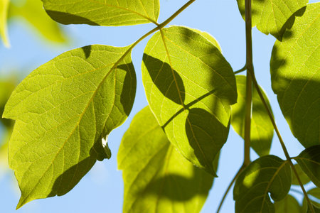 Sun light through fresh green leaves with sky background