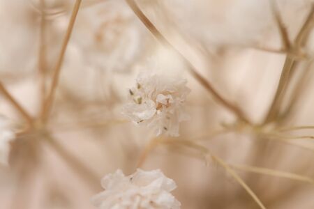 Dry light small white gypsophila flowers and sticks macro with bokeh backgroundの写真素材