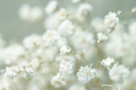 Dry light small white gypsophila flowers macro with bokeh background in cool blue tonesの写真素材