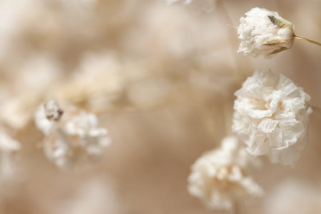 Three dry small white gypsophila flowers in front light macro