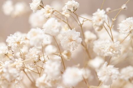 Dry little white gypsophila flowers light macroの写真素材