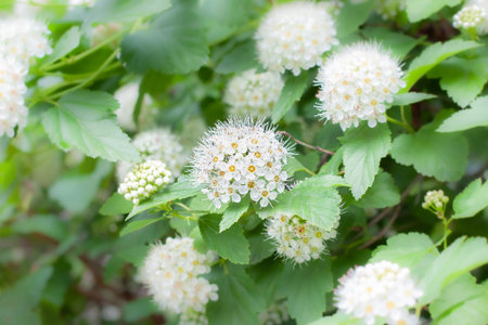 Bunch white small flowers with green leaves macro