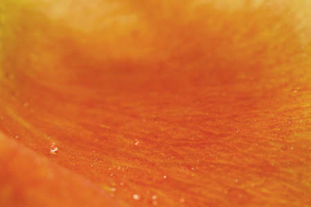 Tiny raindrops with orange rose petal macro wallpaperの写真素材