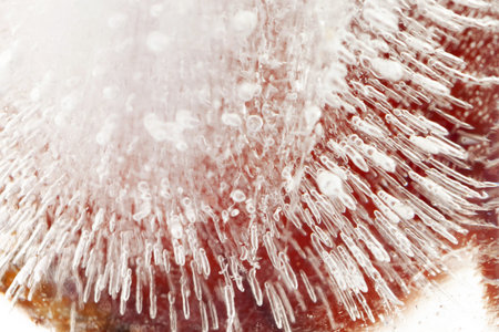 Cherry fresh berry frozen inside ice cube isolated on white background macro abstract wallpaper patternの写真素材