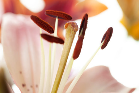Pink lilly petals and stamen with pollen macro flower wallpaper