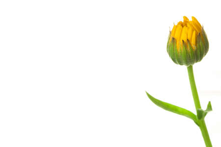 Calendula marigold yellow closed flower bud with stem isolated on white backgroundの写真素材