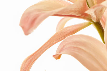 Pink wedding flower lily petals isolated white background romantic macro wallpaperの写真素材