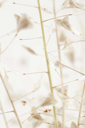 Little heart shape dry romantic delicate flowers wedding macro nature vertical wallpaperの写真素材