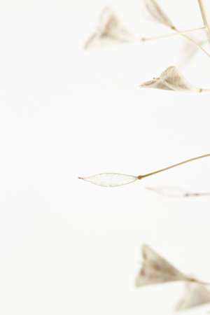 Romantic beige color dry heart shape little flowers wedding macro nature wallpaperの写真素材