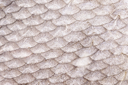 Fresh silver fish scale dotted pattern texture with equal flakes macro for abstract wallpaper or...