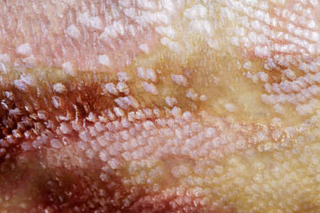 Fresh silver fish scale pattern texture with different flakes types and yellow, pink, red colors macro for abstract wallpaper or backgroundの写真素材