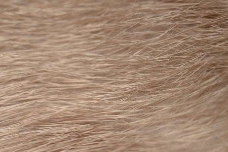 Beautiful mink nature animal texture fur background