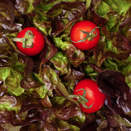 Cherry three fresh tomatoes with lettuce leaves macroの写真素材