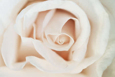 Rosebud romantic macro flower blooming closeup wallpaperの写真素材
