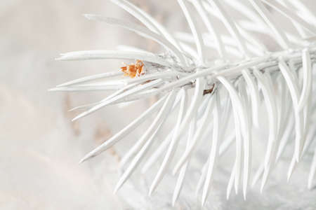 Painted white spruce branch with tiny pinecone wallpaperの写真素材