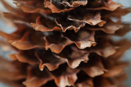 Brown little spruce cone macroの写真素材