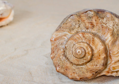 Spiral large brown seashell with sand beach background