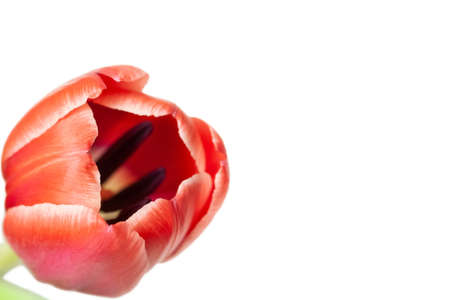 Half opened tulip flower with stamens and place for text isolated white backgroundの写真素材