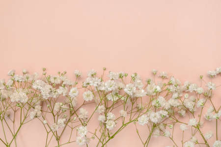 Gypsophila small flowers macro on pink backgroundの写真素材