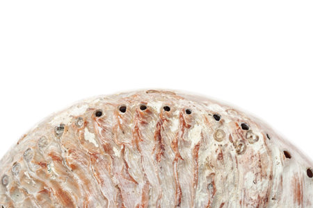 Pink light seashell isolated white background macro