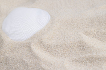 White seashell lying on sand beach surface macro with place for text