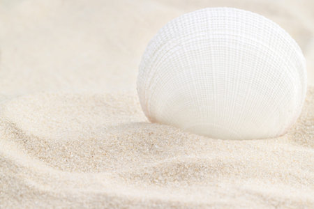 White light seashell standing vertical on sand surface beach macro