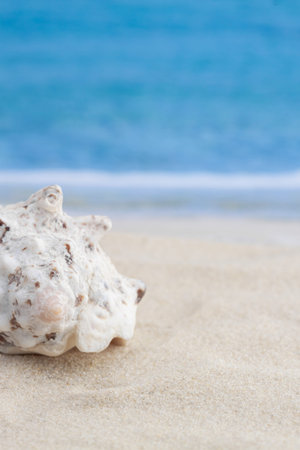 Spiky seashell standing on sandy tropical beach surface and sea or ocean waves on the background for...