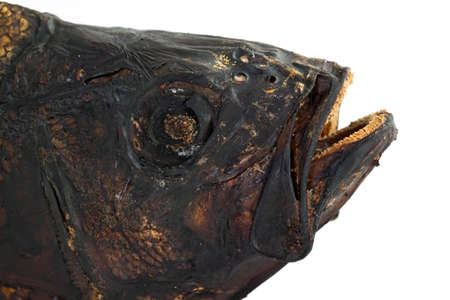 Brutal smoked salty fish head isolated white backgroundの写真素材