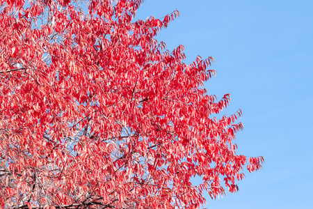 Bright colorful autumn red leaves tree and blue sky background macro