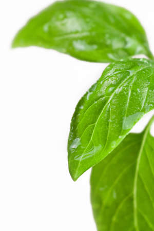 Fresh mint leaves wet with rain water drops vertical isolated on white backgroundの写真素材
