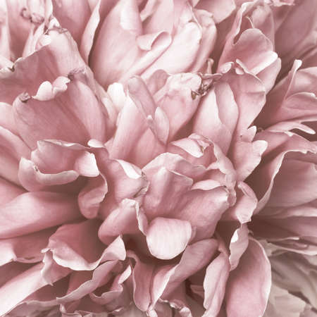 Beautiful peony pink flower bud macro petals for natural wallpaper with vintage effectの写真素材