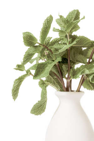 Bunch fresh green peppermint leaves with ceramic light vase isolated white background in corner retro styleの写真素材