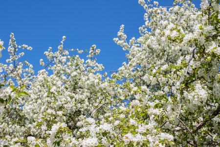 Apple tree blooming beautiful flowers with green leaves on branch and blue sky on backgroundの写真素材