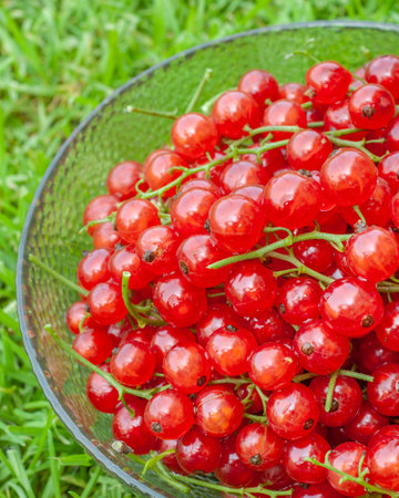 Ripe bright tasty fresh currant red berries with branches inside transparent glass mug on green grass background half viewの写真素材